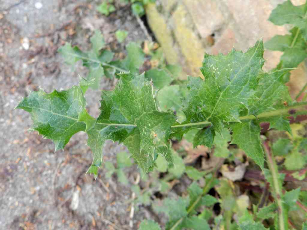 Sonchus sp. da determinare